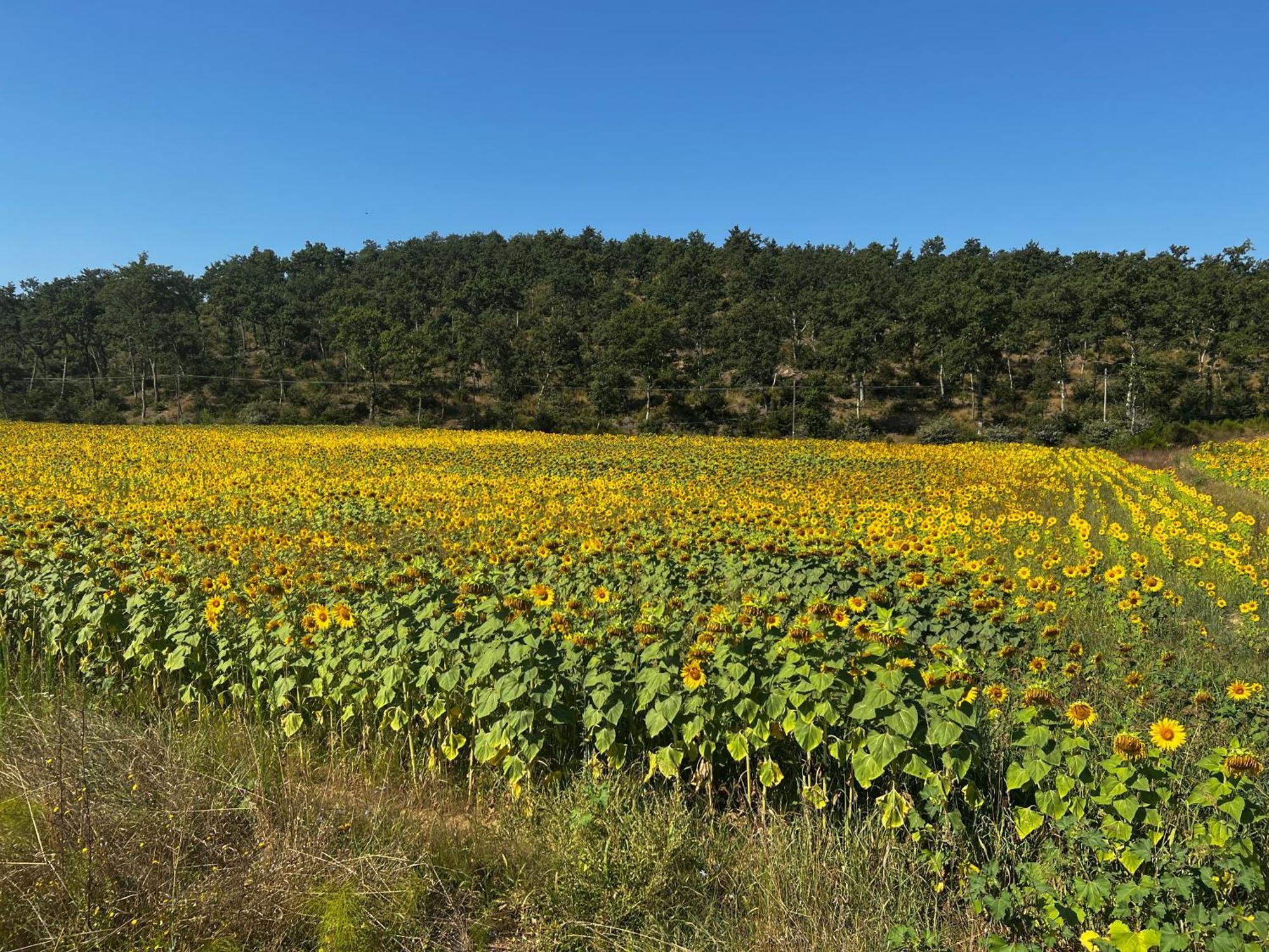 Podere La Casa Villa d'Arceno ภายนอก รูปภาพ